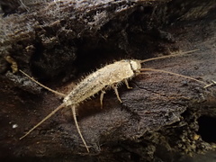 Ctenolepisma ciliatum