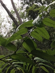 Ripogonum discolor