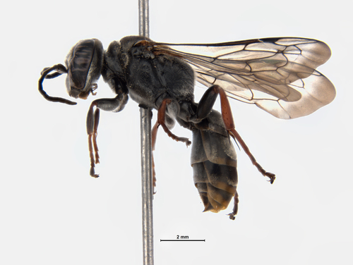 Pison marginatum observed 2020-12-15
