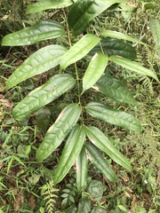 Ripogonum discolor