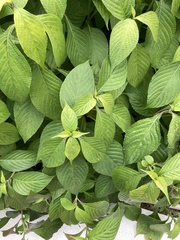 Mussaenda erythrophylla