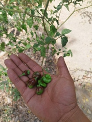 Capsicum chinense