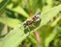 Philanthus solivagus