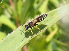 Philanthus solivagus
