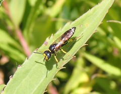 Philanthus solivagus