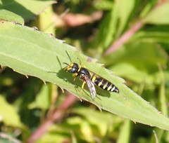 Philanthus solivagus
