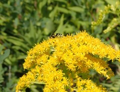 Philanthus solivagus