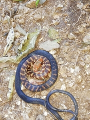 Clifton's Lizard Eater photo 2