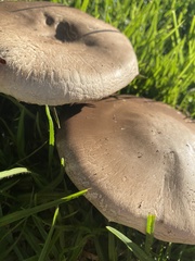 Agaricus