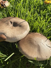 Agaricus