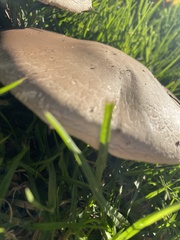 Agaricus