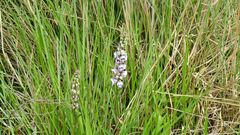 Angelonia integerrima