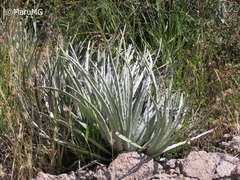 Hechtia podantha