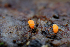 Bilobella aurantiaca