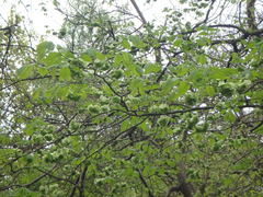 Ulmus glabra