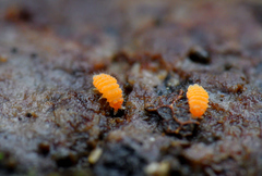 Bilobella aurantiaca