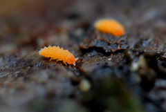 Bilobella aurantiaca
