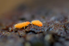 Bilobella aurantiaca