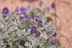 Solanum hesperium