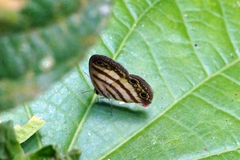 Euptychia jesia