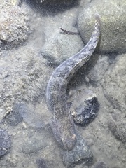 Tridentiger barbatus