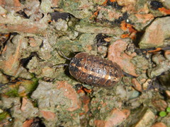 Armadillidium