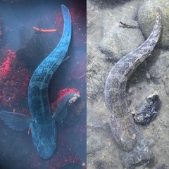 Tridentiger barbatus