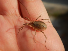 Odiellus troguloides