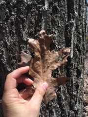 Quercus rubra