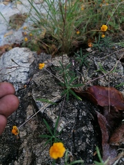 Melampodium linearilobum