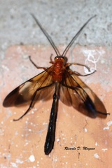 Thyreodon rufothorax