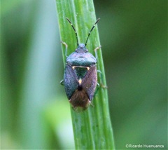 Ditomotarsus punctiventris