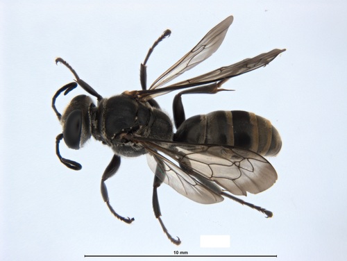 Pison marginatum observed 2020-12-14