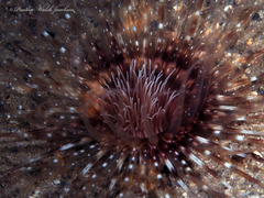 Ceriantheopsis americanus