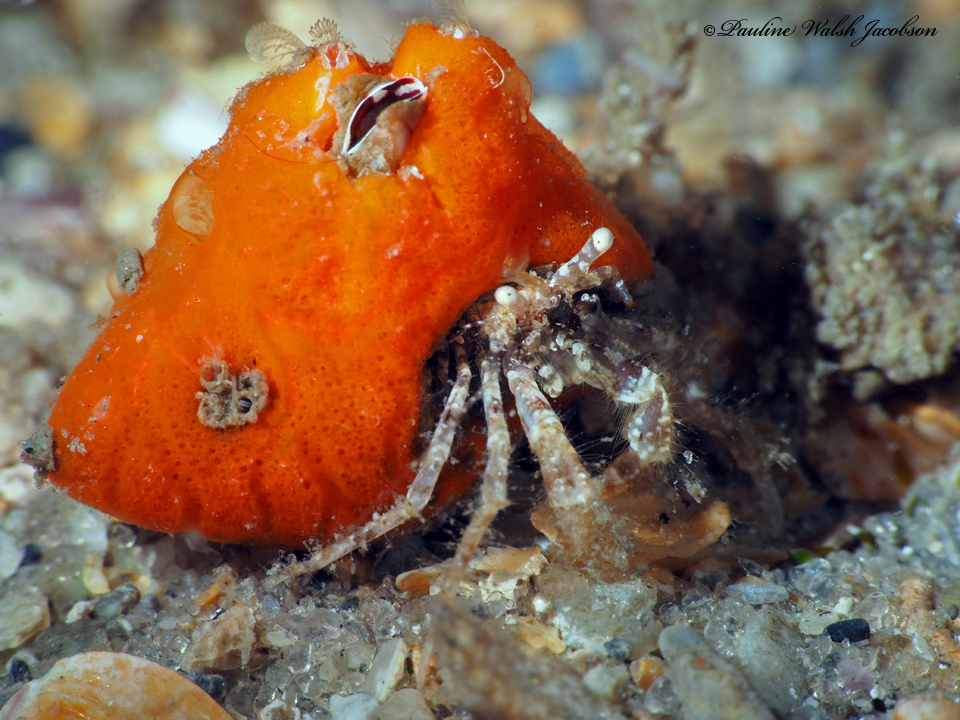 Pagurus maclaughlinae