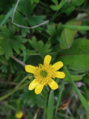 Ranunculus peduncularis