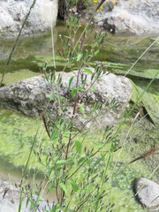 Stevia micrantha