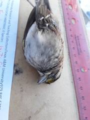 Zonotrichia albicollis