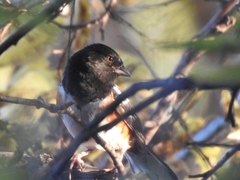 Pipilo erythrophthalmus