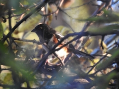 Pipilo erythrophthalmus