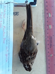 Zonotrichia albicollis