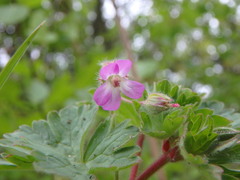 Geranium rotundifolium