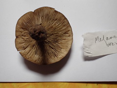 Melanoleuca brevipes