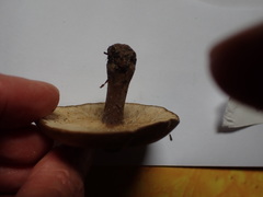 Melanoleuca brevipes