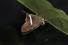 Aguna spatulata