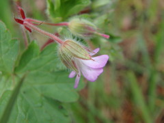 Geranium rotundifolium