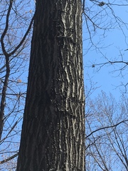 Quercus rubra