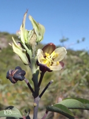 Manihot jacobinensis