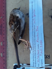 Zonotrichia albicollis