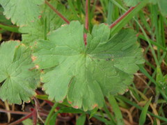 Geranium rotundifolium